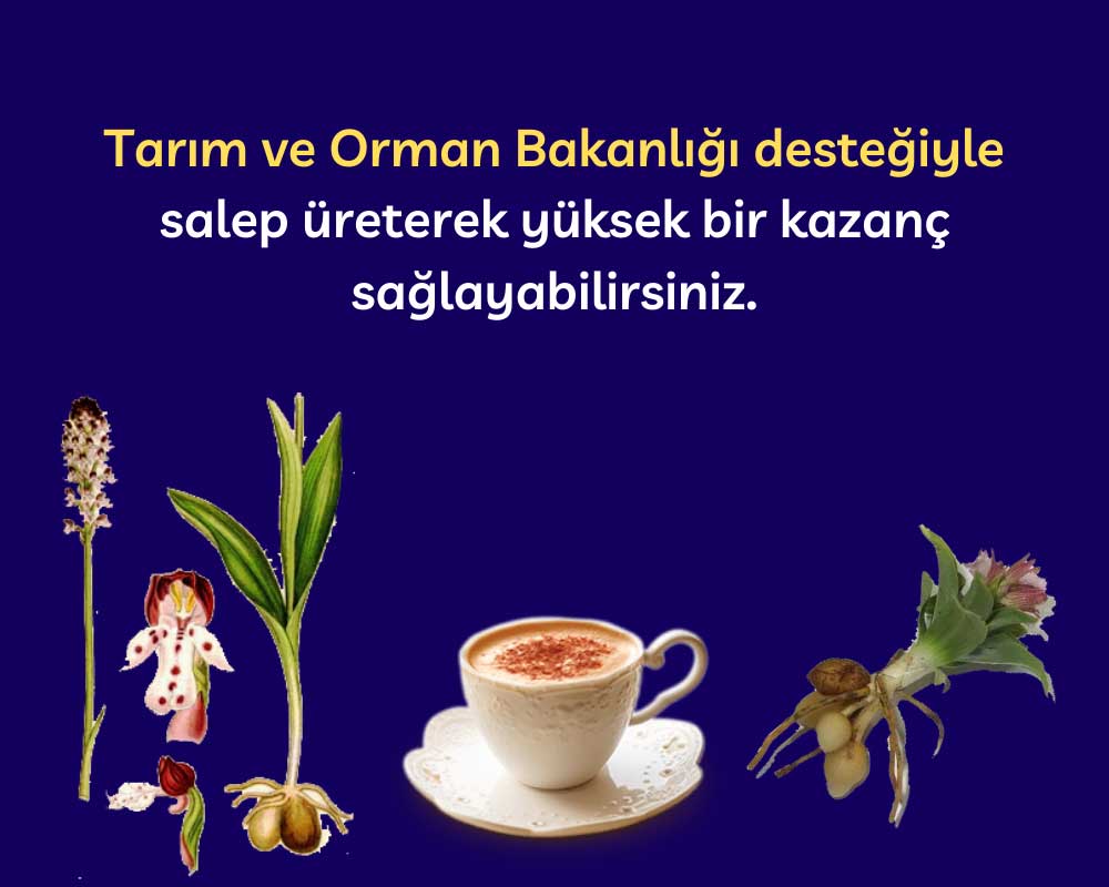 Salep Yetiştirin