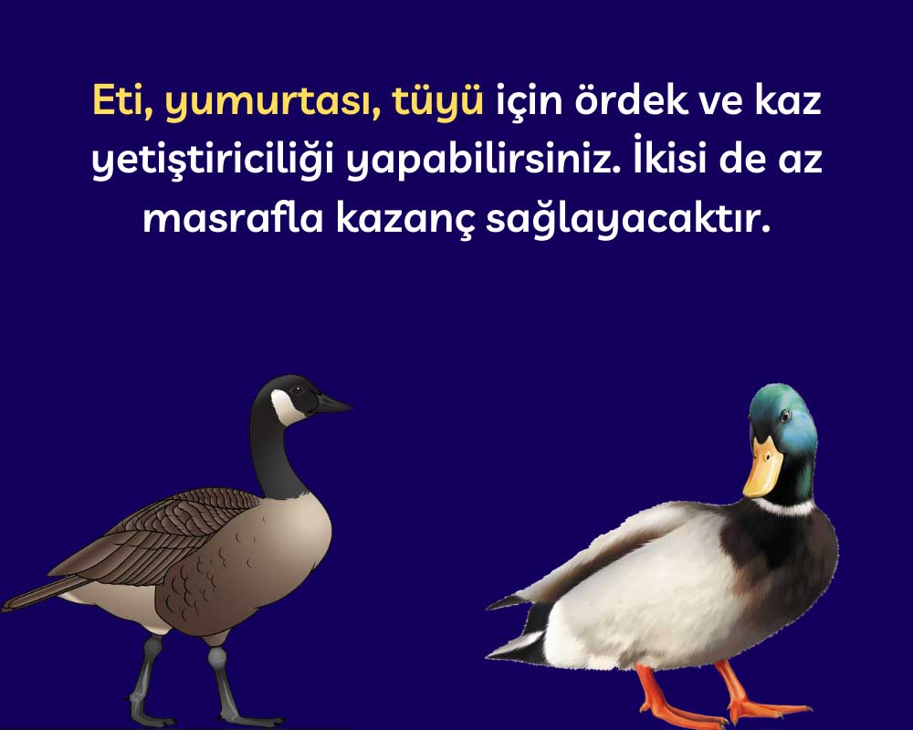 Kaz ve Ördek Yetiştirin